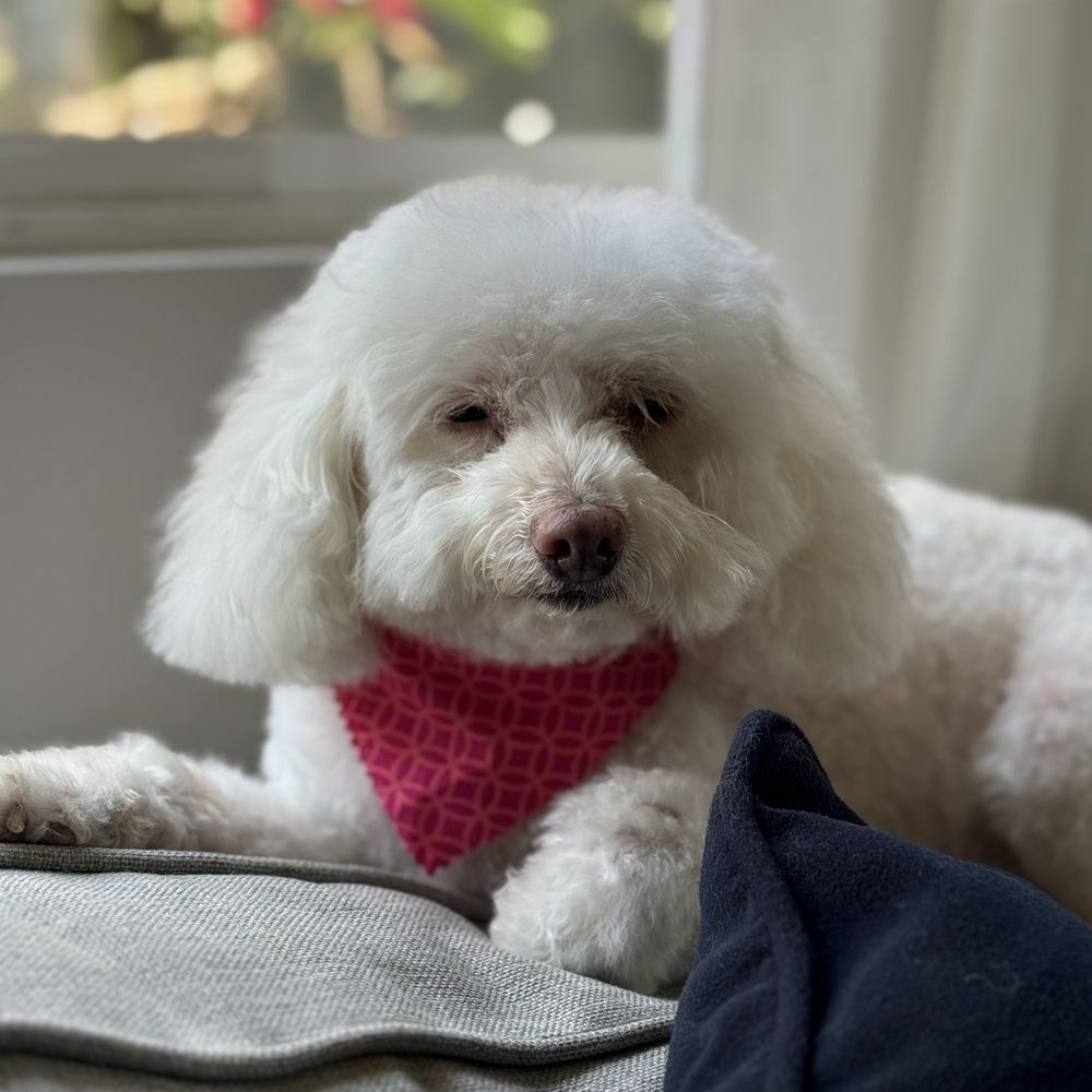 We Groom Pets - Pet Groomers Near Me - Downey, California