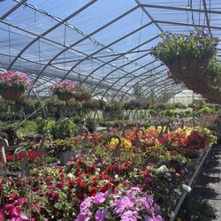 Phelps Nursery PGH West