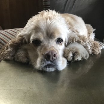 BarkZone- Lake Oswego - Pet Groomers Near Me - Lake Oswego, Oregon