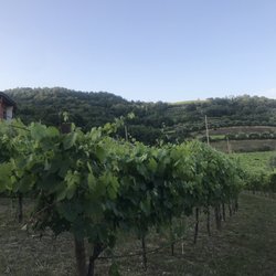 DAL Maso / Luigino - Beautiful vineyard