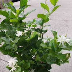 7th Avenue Gourmet - Bought this lovely jasmine plant, smells amazing