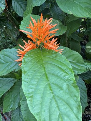 Anna Scripps Whitcomb Conservatory by null