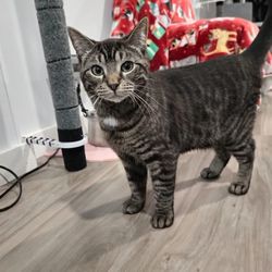 Meowter Banks Cat Cafe - Dutch