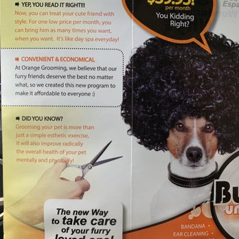 Orange Grooming - Pet Groomers Near Me - Miami, Florida Orange Grooming - Pet Groomers Near Me - Miami, Florida