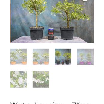 Wigert's Bonsai - Nurseries & Gardening Near Me - North Fort Myers, Florida Wigert's Bonsai - Nurseries & Gardening Near Me - North Fort Myers, Florida