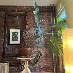 Barefoot Doctor Community Acupuncture Clinic - Their gorgeous monstera needs to be seen!