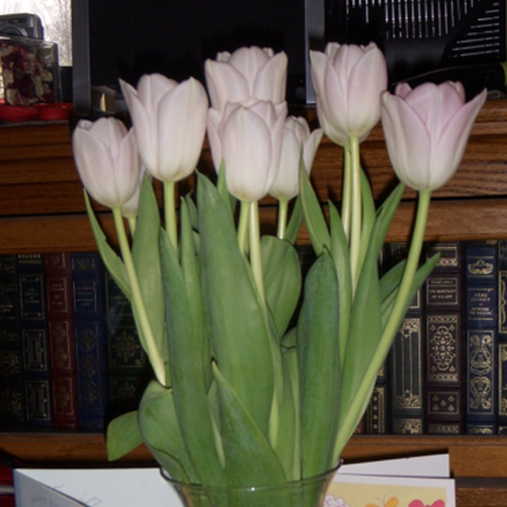 Tulip Light Pink (Dynasty, First Class, Gabrielle) - (TULPINLC)