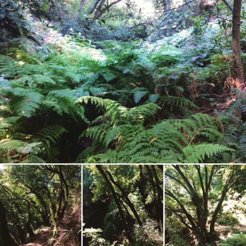 Huckleberry Botanic Regional Preserve - 1.7 mile moderate loop with lots of green, ferns and miss covered trees - Parks Near Me - Oakland, California Huckleberry Botanic Regional Preserve - 1.7 mile moderate loop with lots of green, ferns and miss covered trees - Parks Near Me - Oakland, California
