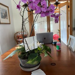 Morrice Florist - Orchid planter