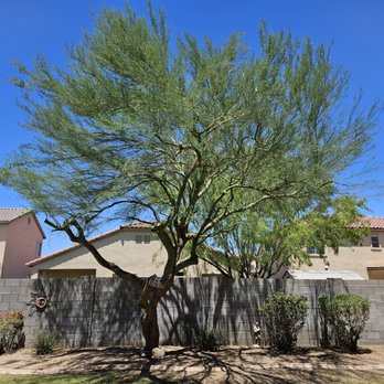 Bros Tree Care - My trimmed tree looks great! - Tree Services Near Me Bros Tree Care - My trimmed tree looks great! - Tree Services Near Me