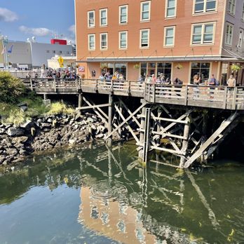 Creek Street - Harbor seal entertaining us - Landmarks & Historical Buildings Near Me - Ketchikan, Alaska
