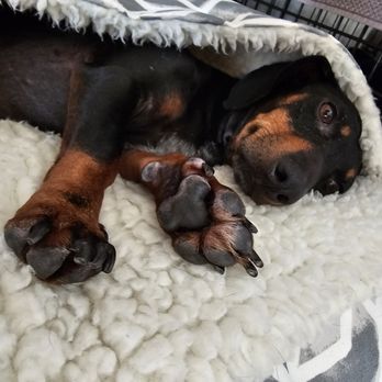 Open Arms Rescue - Comfortable! - Pet Services Near Me Open Arms Rescue - Comfortable! - Pet Services Near Me