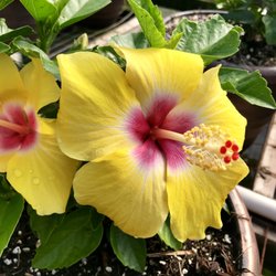V & P Nurseries