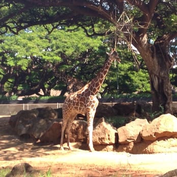 Honolulu Zoo - Giraffe eating - Zoos Near Me - Honolulu, Hawaii