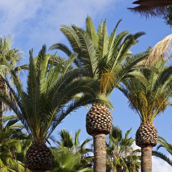JV Home Services - Palm tree - Tree Services Near Me JV Home Services - Palm tree - Tree Services Near Me