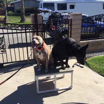 Empire K9 Dog Training - Pet Training Near Me Empire K9 Dog Training - Pet Training Near Me