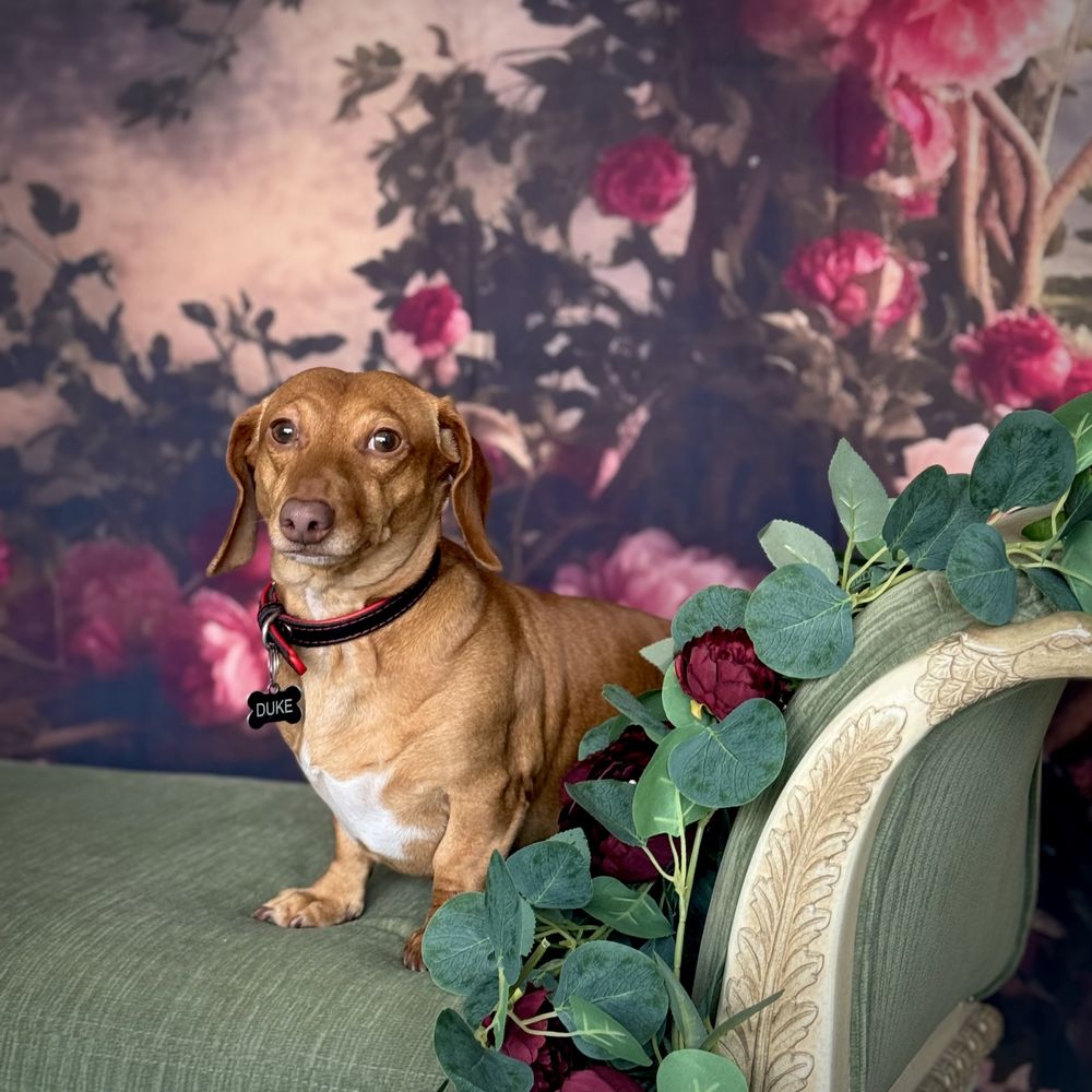 Doggy Fairy - pet boarding facility in Lakewood, OH