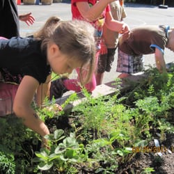 Castle Child Care - Picking carrots from the garden