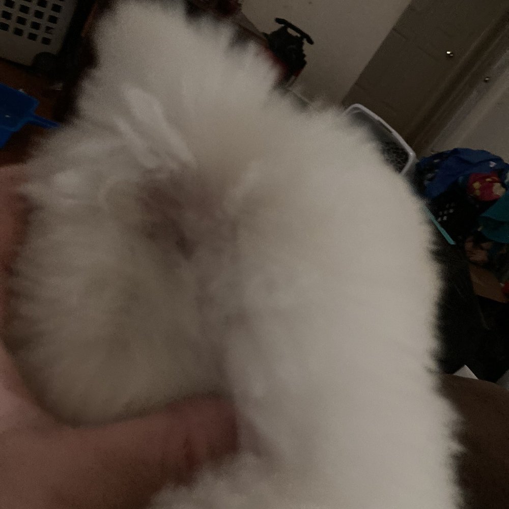 Classy Doggie Cuts - Huge bare spot/gauge behind his ear. - Pet Groomers Near Me - Plano, Texas Classy Doggie Cuts - Huge bare spot/gauge behind his ear. - Pet Groomers Near Me - Plano, Texas