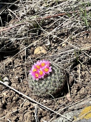 Windy Saddle Park by null