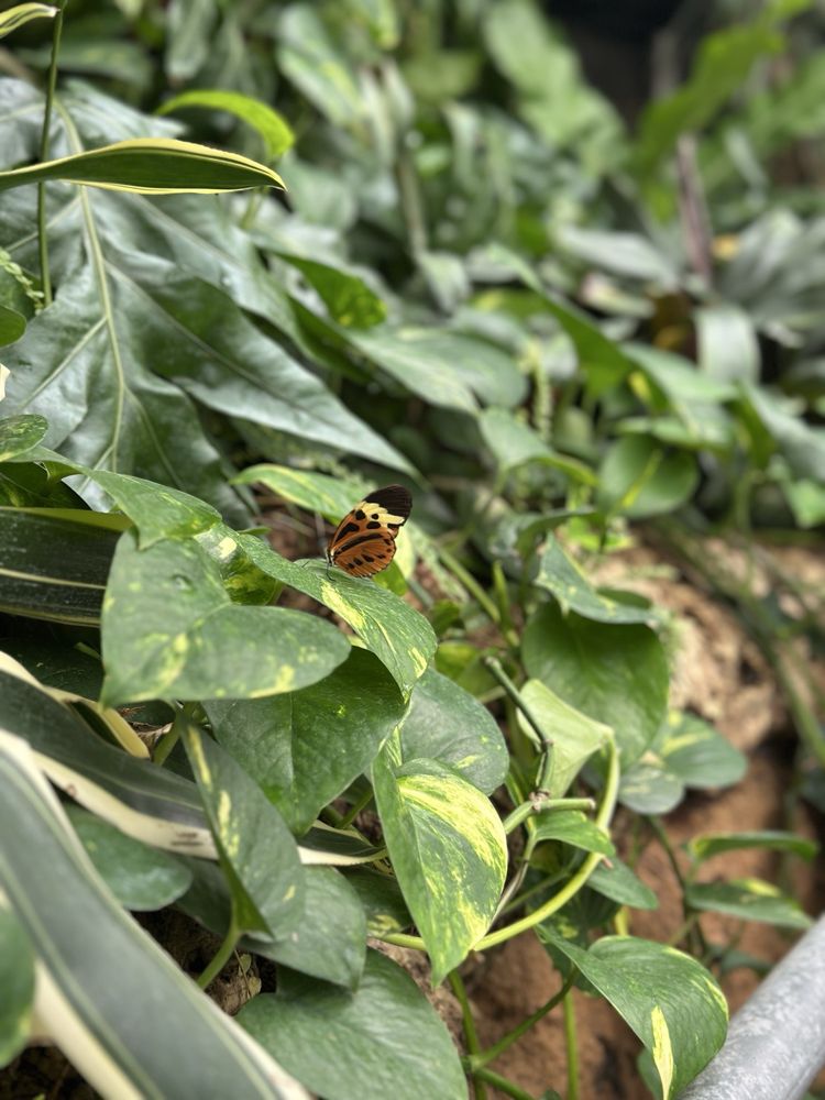 Insectarium de Montréal