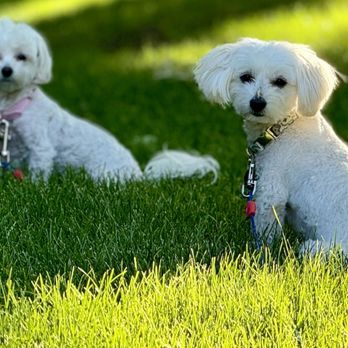 All-Pro Dog Training - Good sits! Good stay! - Pet Training Near Me - Elizabeth, Colorado All-Pro Dog Training - Good sits! Good stay! - Pet Training Near Me - Elizabeth, Colorado