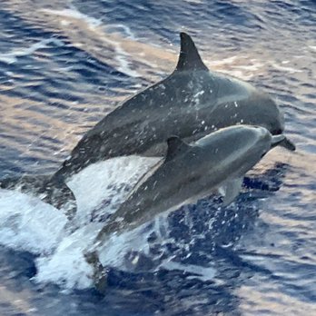 Hawaii Ash Scatterings - A mom and baby dolphin...could not have been more appropriate! - Boat Charters Near Me - Honolulu, Hawaii
