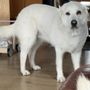 Photo of Vanity Fur Dogs