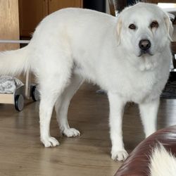 Vanity Fur Dogs