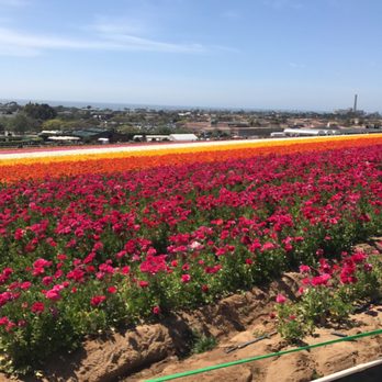 The Flower Fields - Venues & Event Spaces Near Me - Carlsbad, California