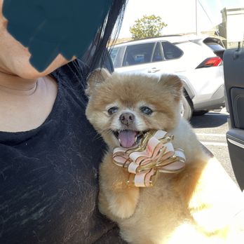 Ipet Grooming & Boarding - Pet Groomers Near Me - Dublin, California