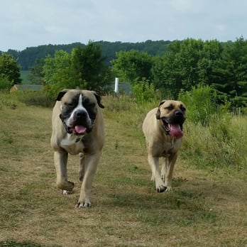 Bamboo Kitchen - two dogs running in a field - Thai Near Me - Watertown, Wisconsin Bamboo Kitchen - two dogs running in a field - Thai Near Me - Watertown, Wisconsin