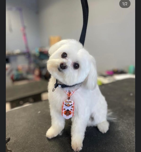 OFF THE LEASH MOBILE GROOMING Updated September 2024 18 Photos Sarasota, Florida Pet