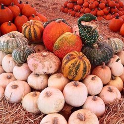 Mr. Jack O' Lanterns Pumpkins