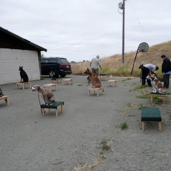 Cali K9 - Class roll call - Pet Training Near Me - San Jose, California