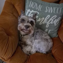 Abundance of love pet services of broward - One of my many doggies that they call their second home