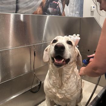 4 Seasons Barks and Bubbles - Lego in the Tub - Pet Groomers Near Me - Mandeville, Louisiana