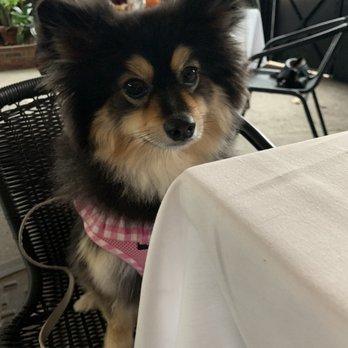 Haven Restaurant and Bar - Dog friendly seating on the patio - Southern Near Me - Atlanta, Georgia