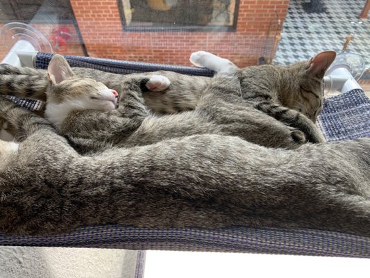 Cat Tales Cat Cafe by null