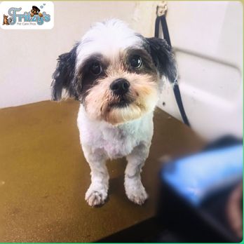 Fritzy's Pet Care Pros - The Pet Groomers Near Me. Dog spa Groomer Near me. Small Dog Groomer Near Me. - Pet Groomers Near Me Fritzy's Pet Care Pros - The Pet Groomers Near Me. Dog spa Groomer Near me. Small Dog Groomer Near Me. - Pet Groomers Near Me
