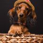 Photo of Hawaii Pet Portraits