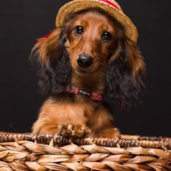 Hawaii Pet Portraits