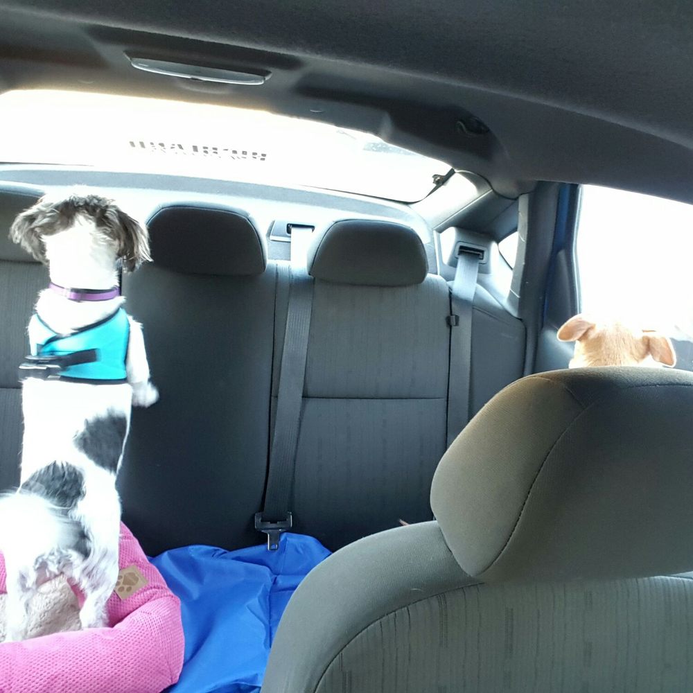 IB Pet - Disneyland for Dogs! #ibpets - Pet Stores Near Me - Imperial Beach, California IB Pet - Disneyland for Dogs! #ibpets - Pet Stores Near Me - Imperial Beach, California