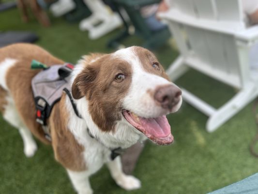 Dog Daze Social Club by null