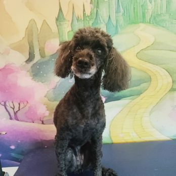 There's No Place Like Home Mobile Pet Spa - After Photo - Pet Groomers Near Me - Berkeley , California There's No Place Like Home Mobile Pet Spa - After Photo - Pet Groomers Near Me - Berkeley , California