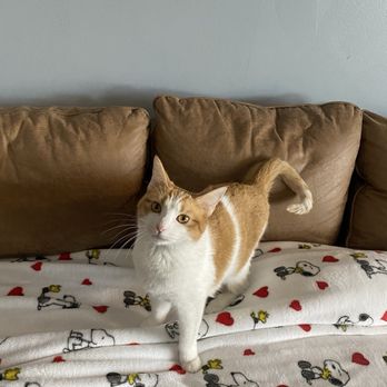 The Catio Cat Lounge - Daisy Mae - Pet Adoption Near Me - Nashville, Tennessee