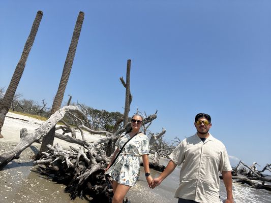 Driftwood Beach by null
