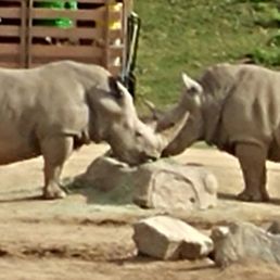 Rhinos! And the cart tour