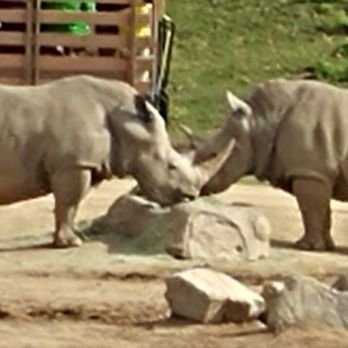 Africa Tram - Rhinos! And the cart tour - Zoos Near Me - Escondido, California