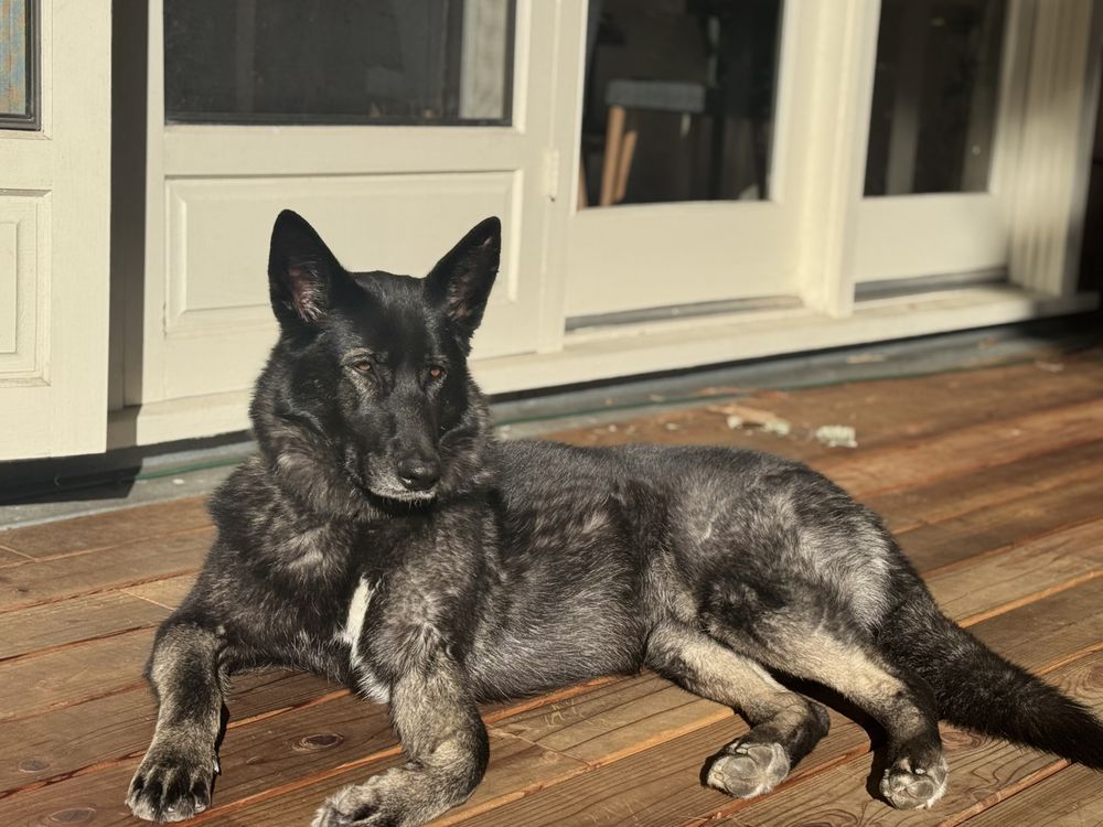Wildwolf doggie daycare - pet boarding facility in Cupertino, CA
